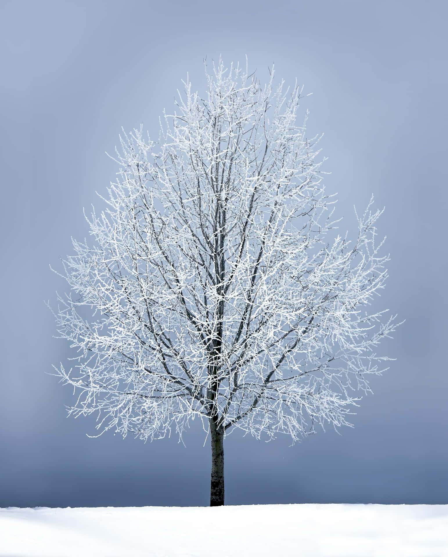 Winterlichesschneebild Eines Baums In Einer Verschneiten Märchenlandschaft.