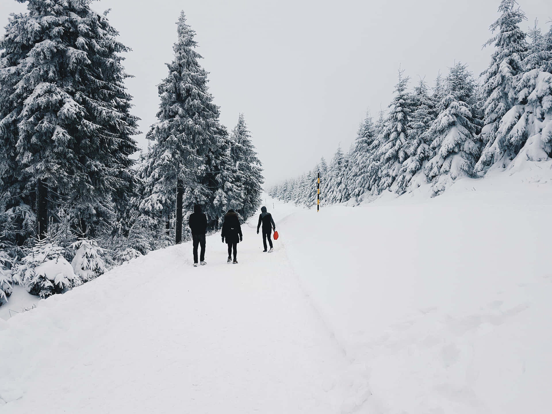 Sne Landskab Vinter Wonderland Billede Wallpaper