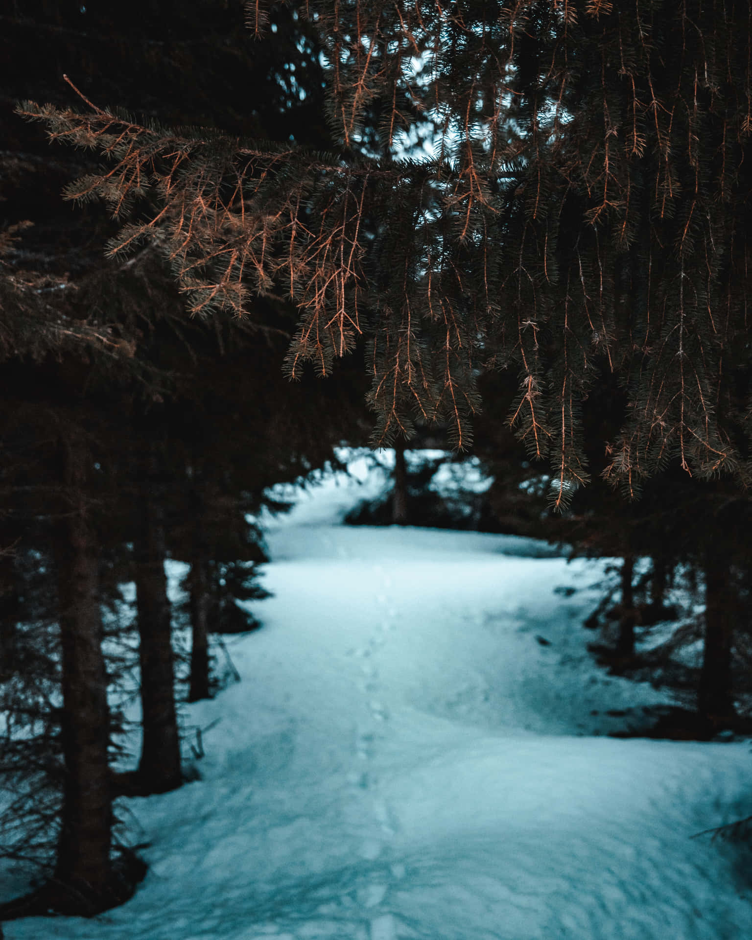 Dark Aesthetic Winter Wonderland Picture