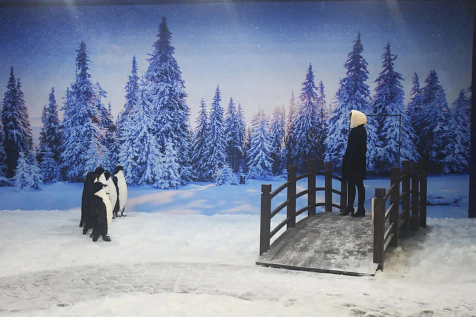 Vinter Wonderland Søde Pingviner Billede Wallpaper