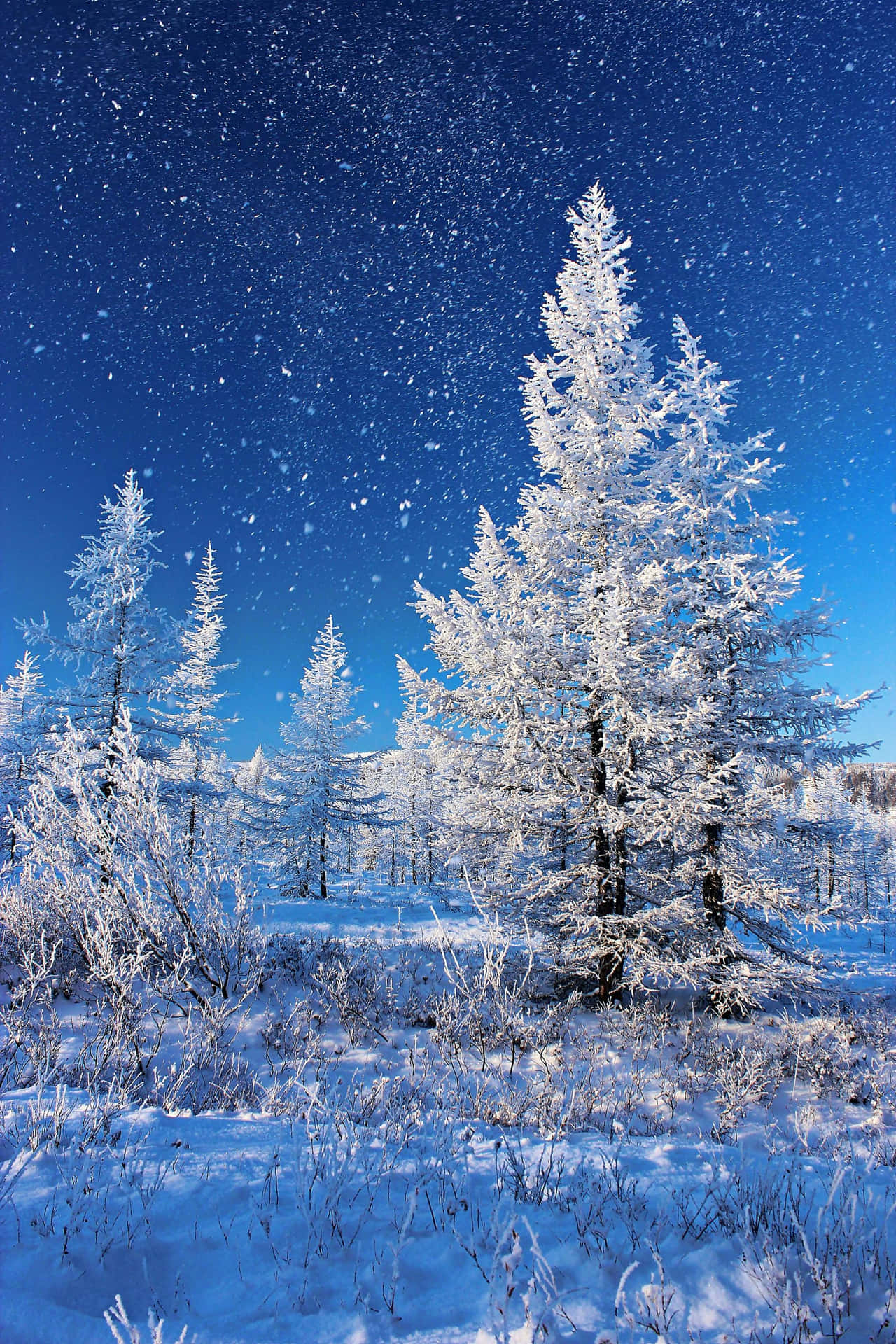 Winter Wonderland Snowfall.jpg Wallpaper