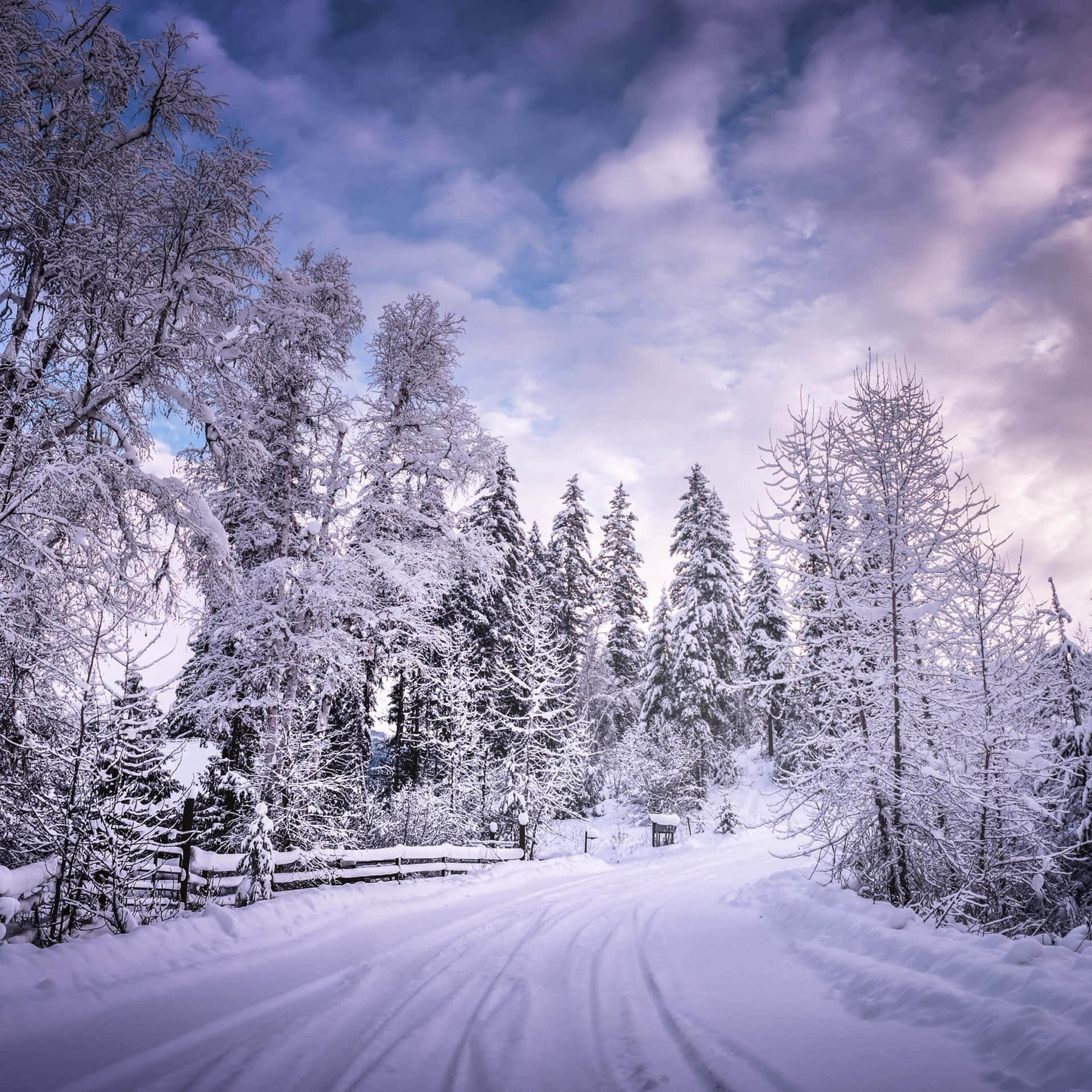 Winter Wonderland Snowy Path.jpg Wallpaper
