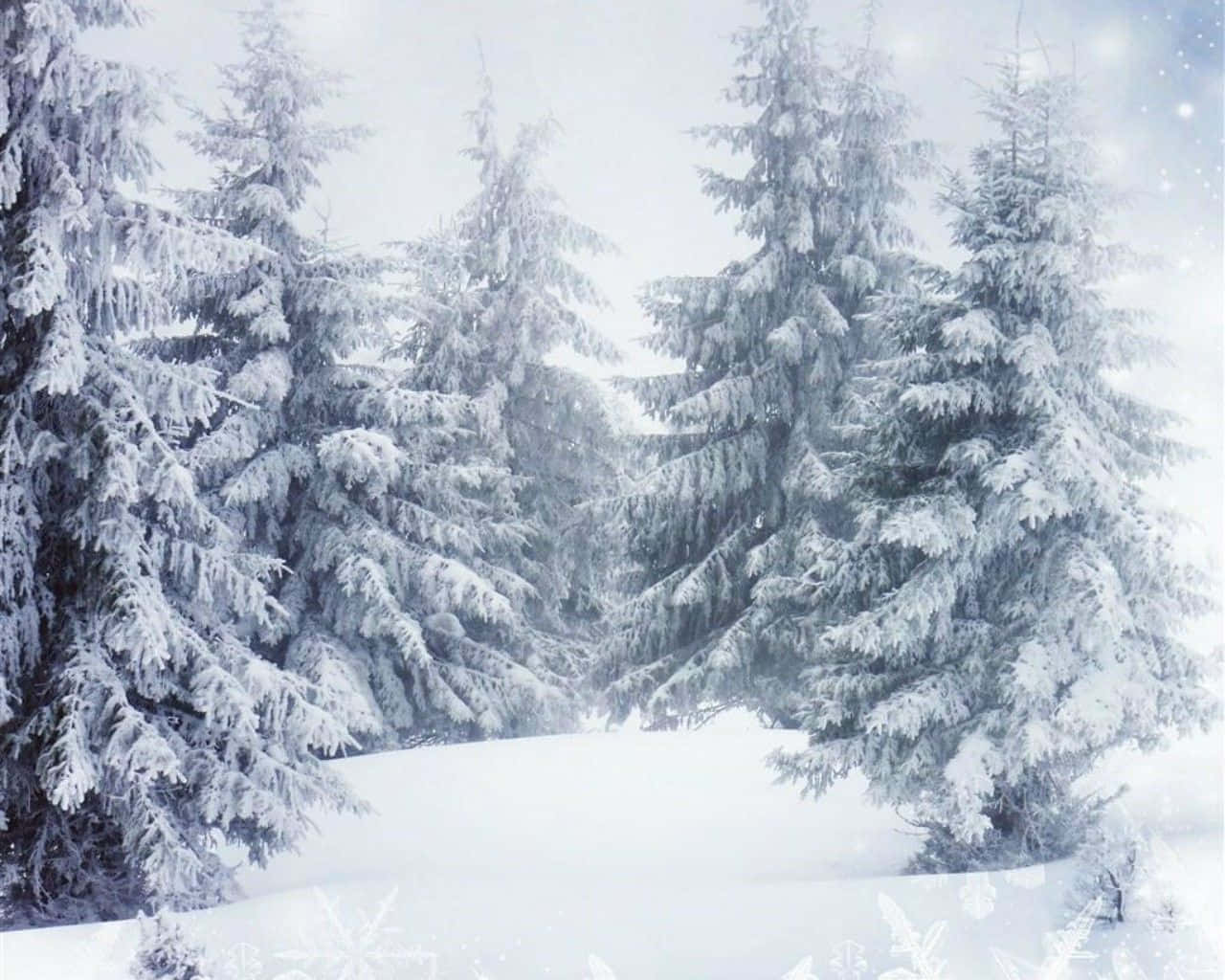 Vinterzoom-bakgrund Frusna Träd