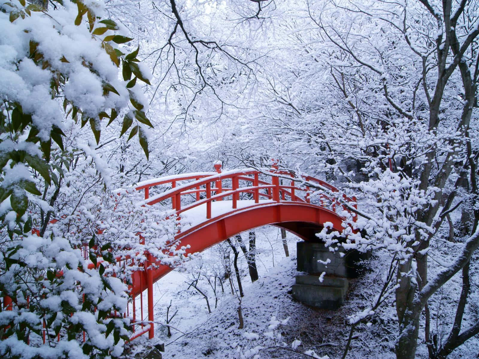 Winter Zoom Background Red  Bridge In The Woods
