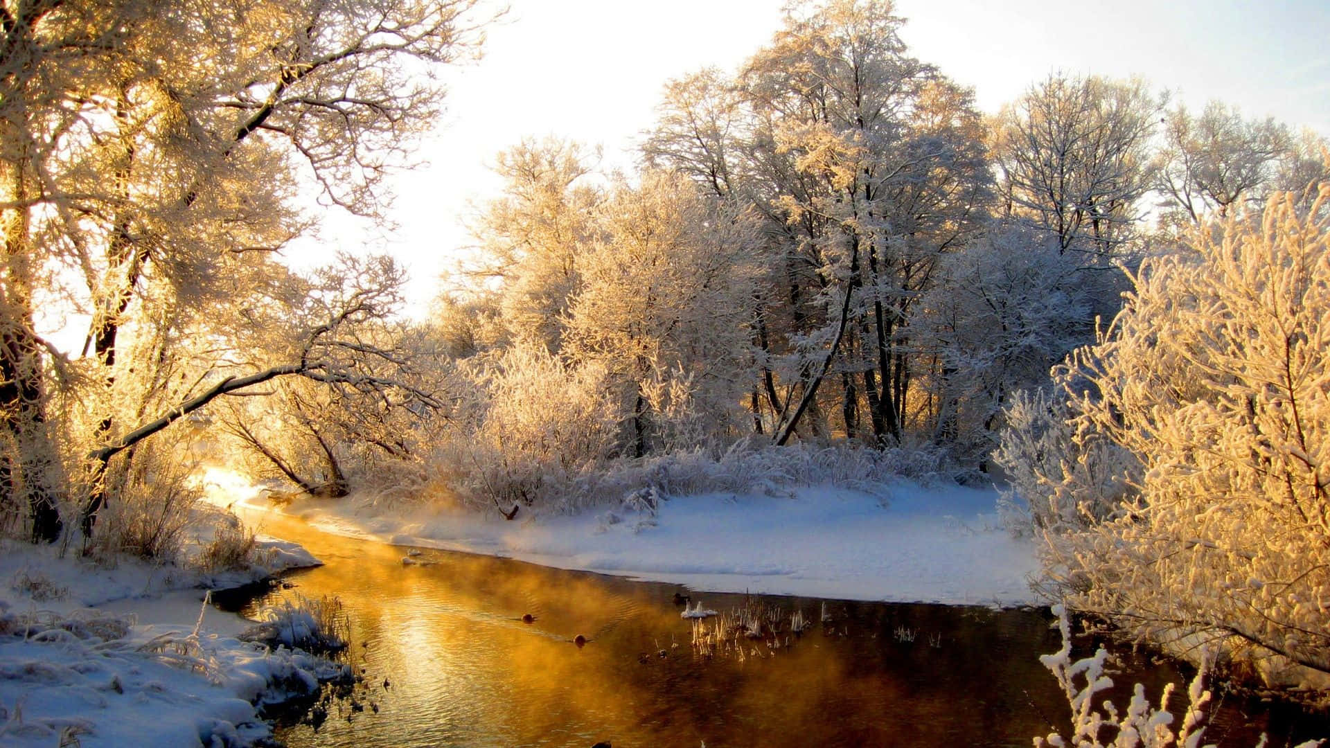 Sunrise And Forest River In Winter Zoom Background