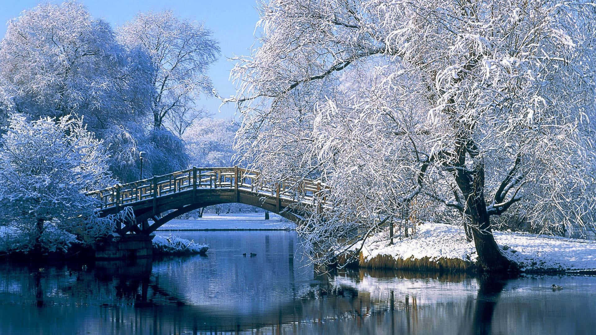 Winter Zoom Background Bridge In Snowy Park