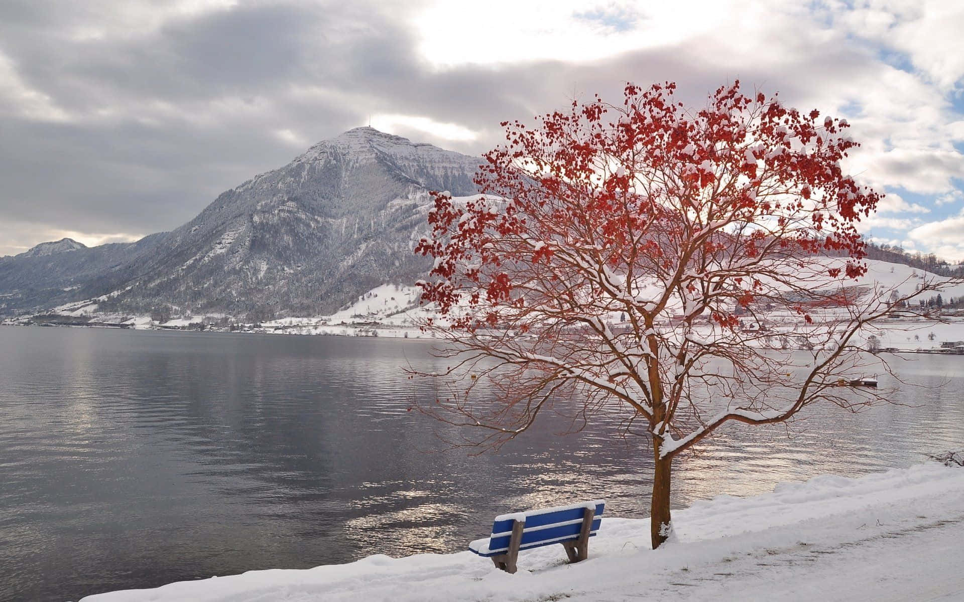 Lone Red Tree In Winter Zoom Background