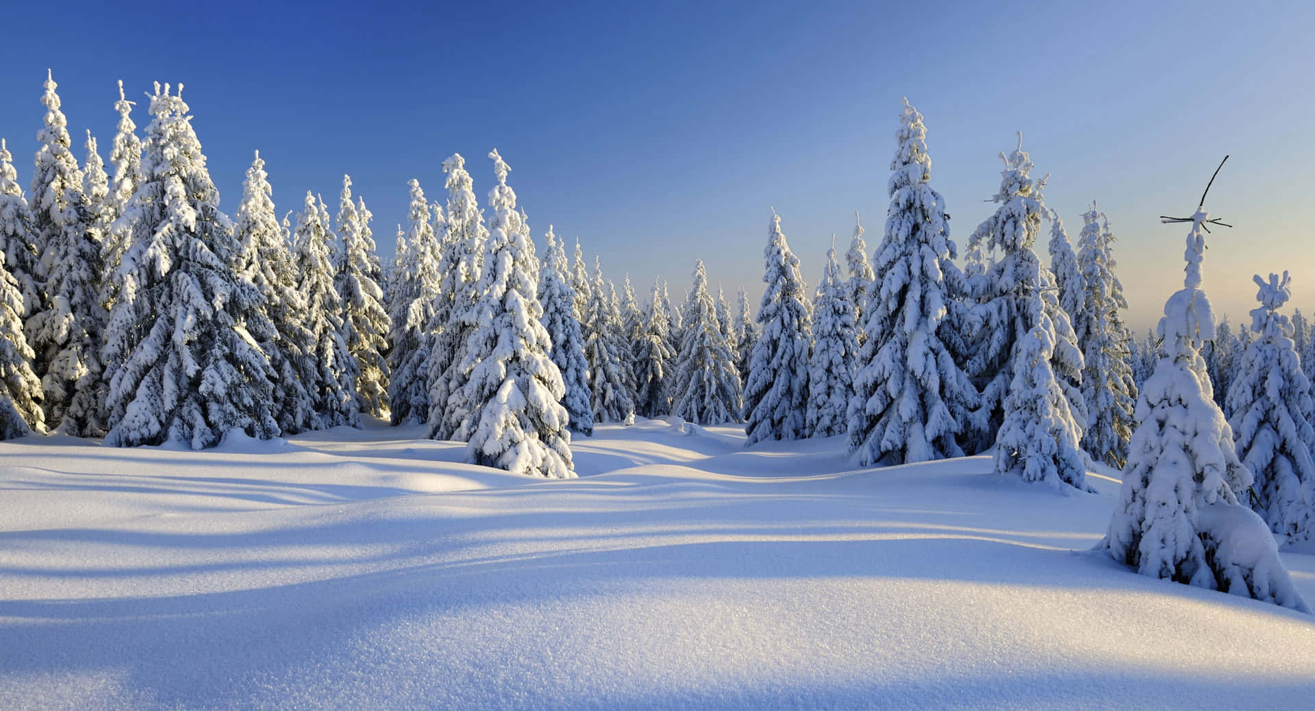 Sfondoper Zoom Invernale: Neve Spessa Sugli Alberi