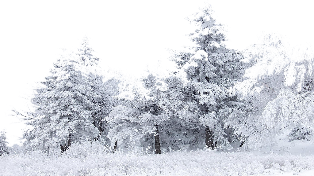 Winter_ Forest_ Snow_ Covered_ Trees PNG