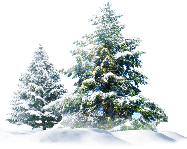 Winter_ Pine_ Trees_ Covered_in_ Snow.png PNG