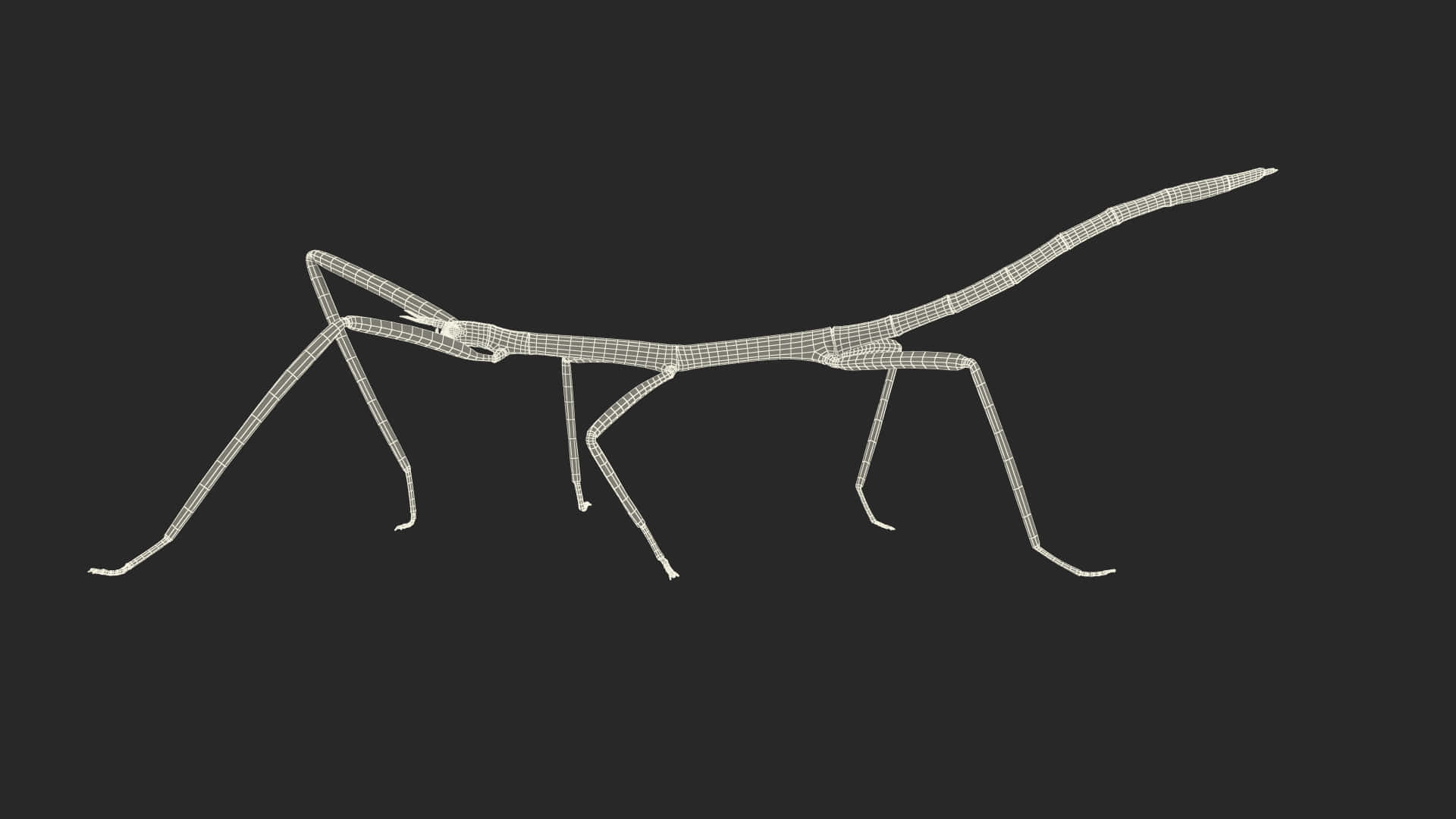 Wireframe Walkingstick Insect Wallpaper