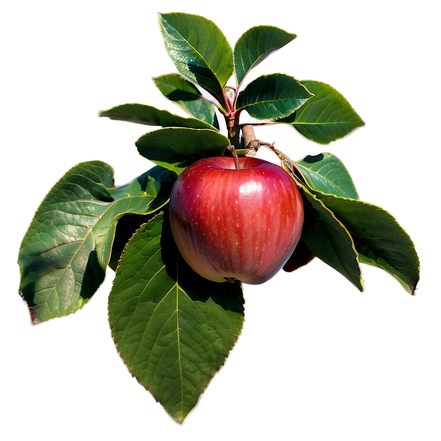 Wisconsin Apple Orchard Png Jjy97 PNG