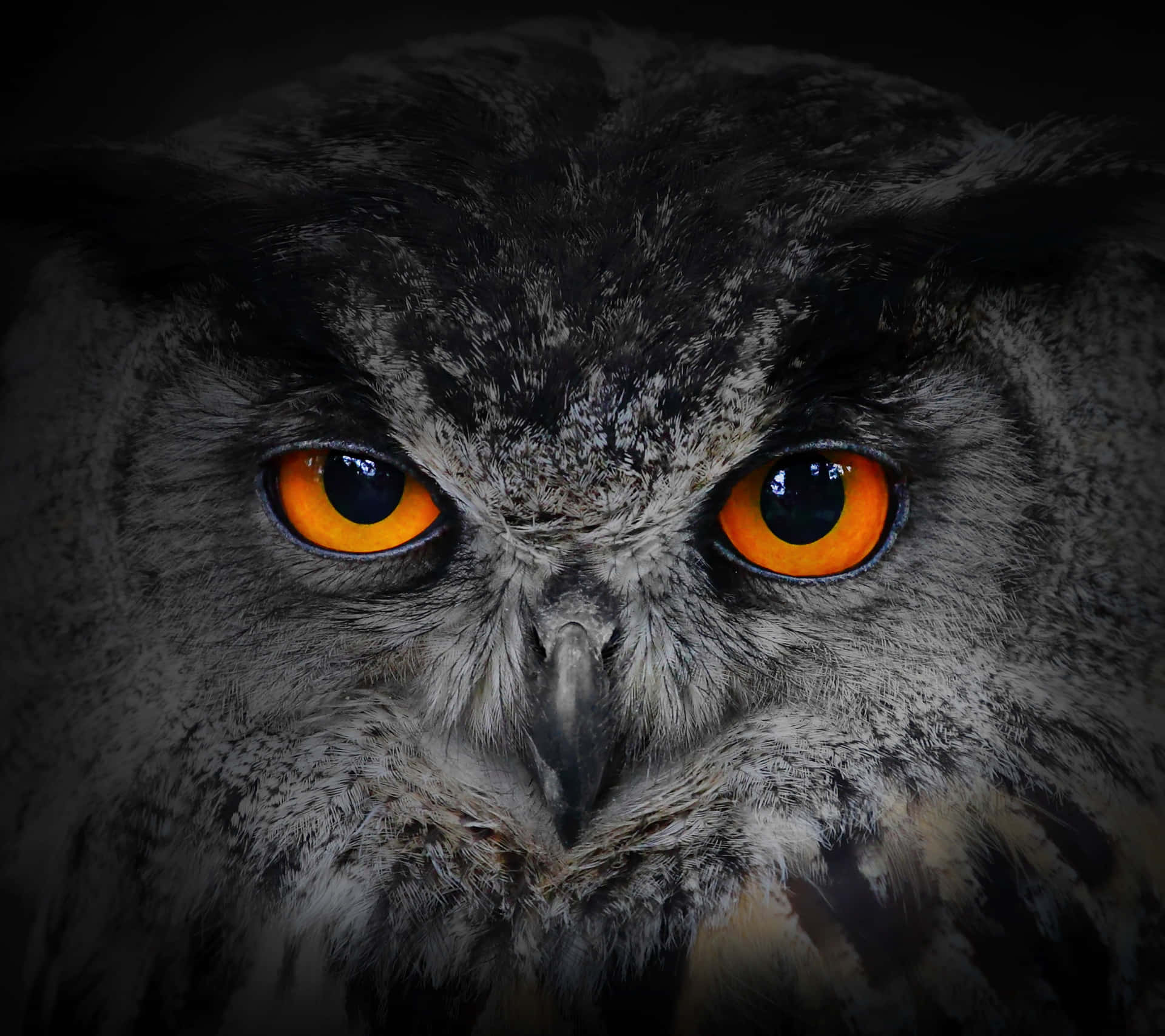 Wise Owl With Piercing Eyes Wallpaper