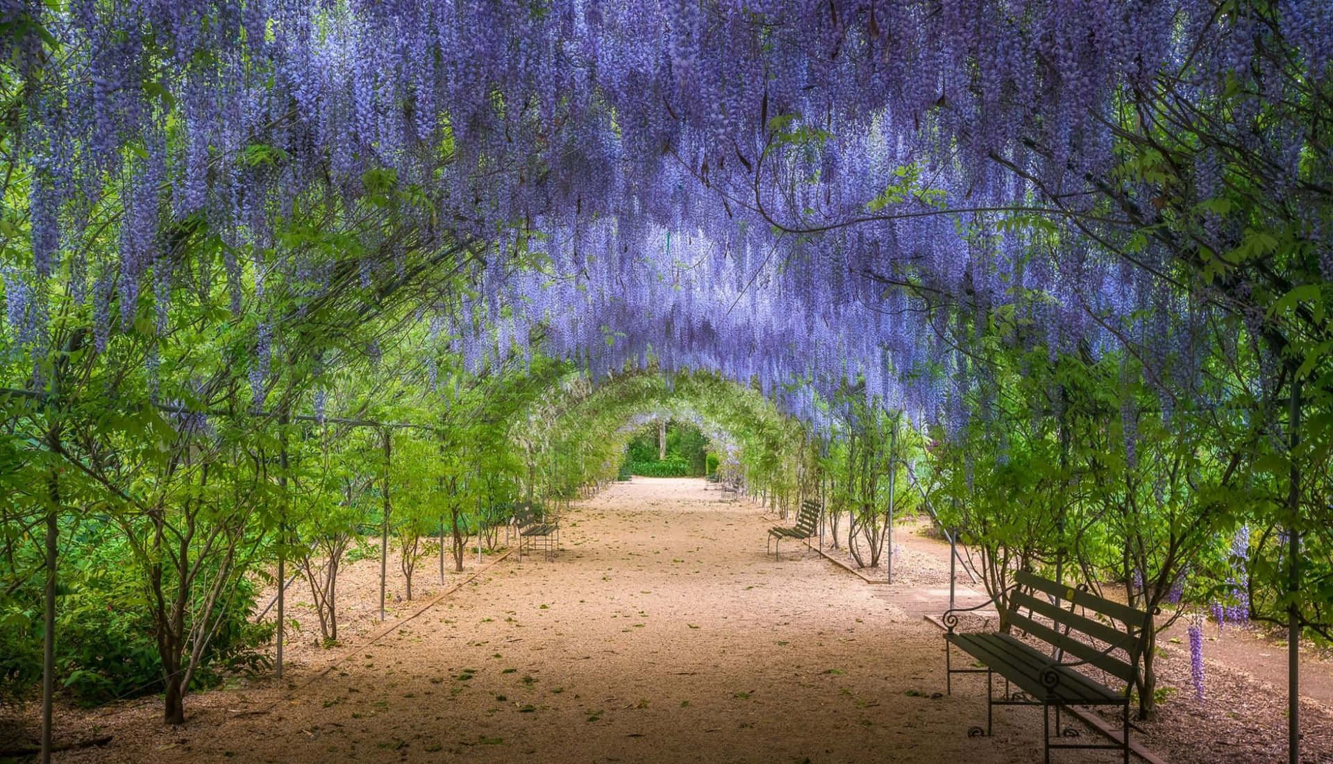 Wisteria Arbor Adelaide Botanic Garden Wallpaper