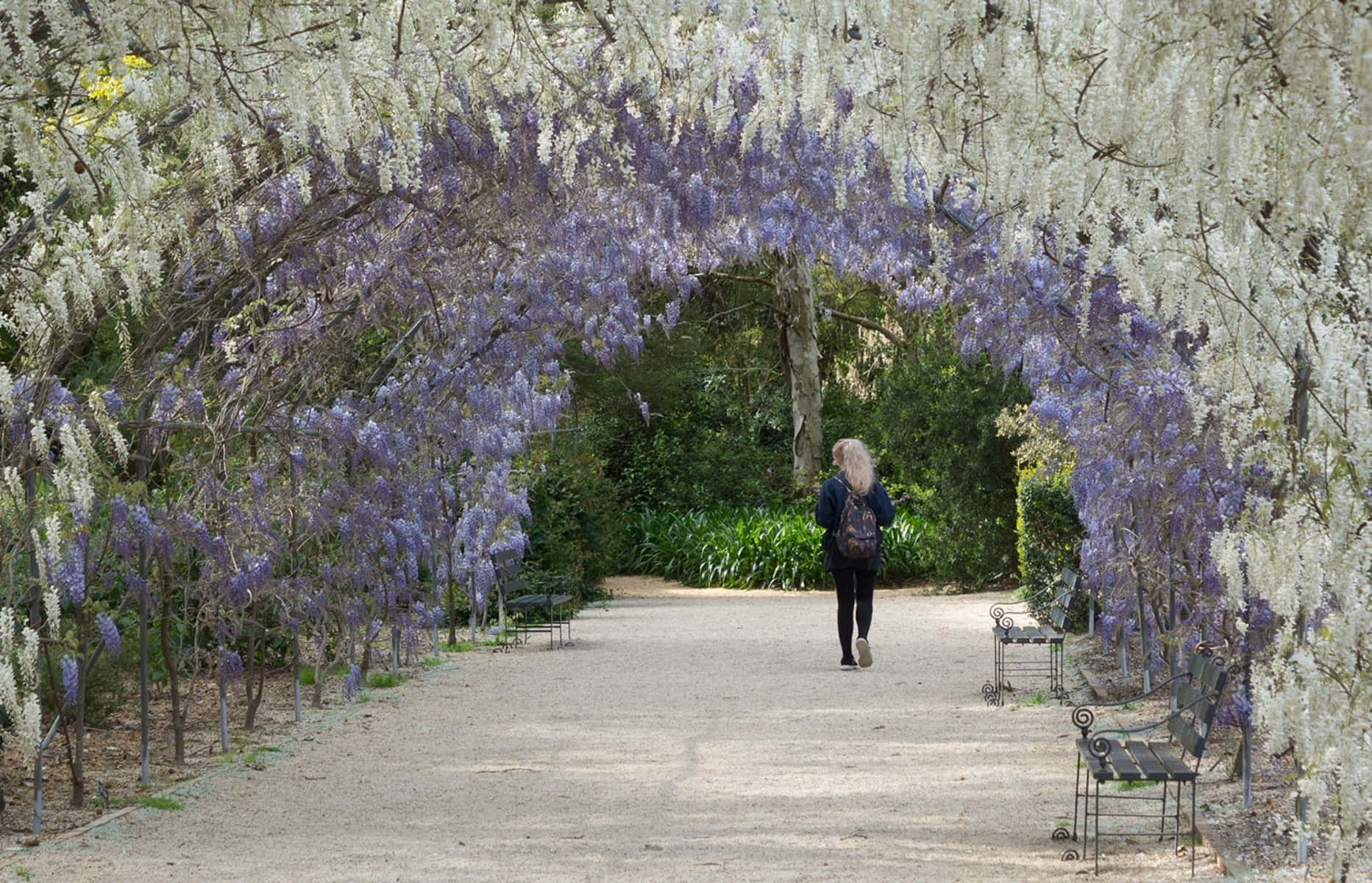 Wisteria Arbor Walk Adelaide Botanic Garden Wallpaper