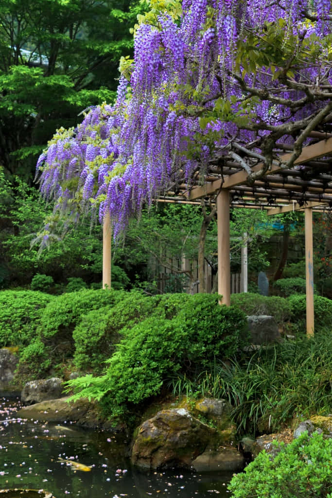 Wisteria Pergola Over Pond Wallpaper