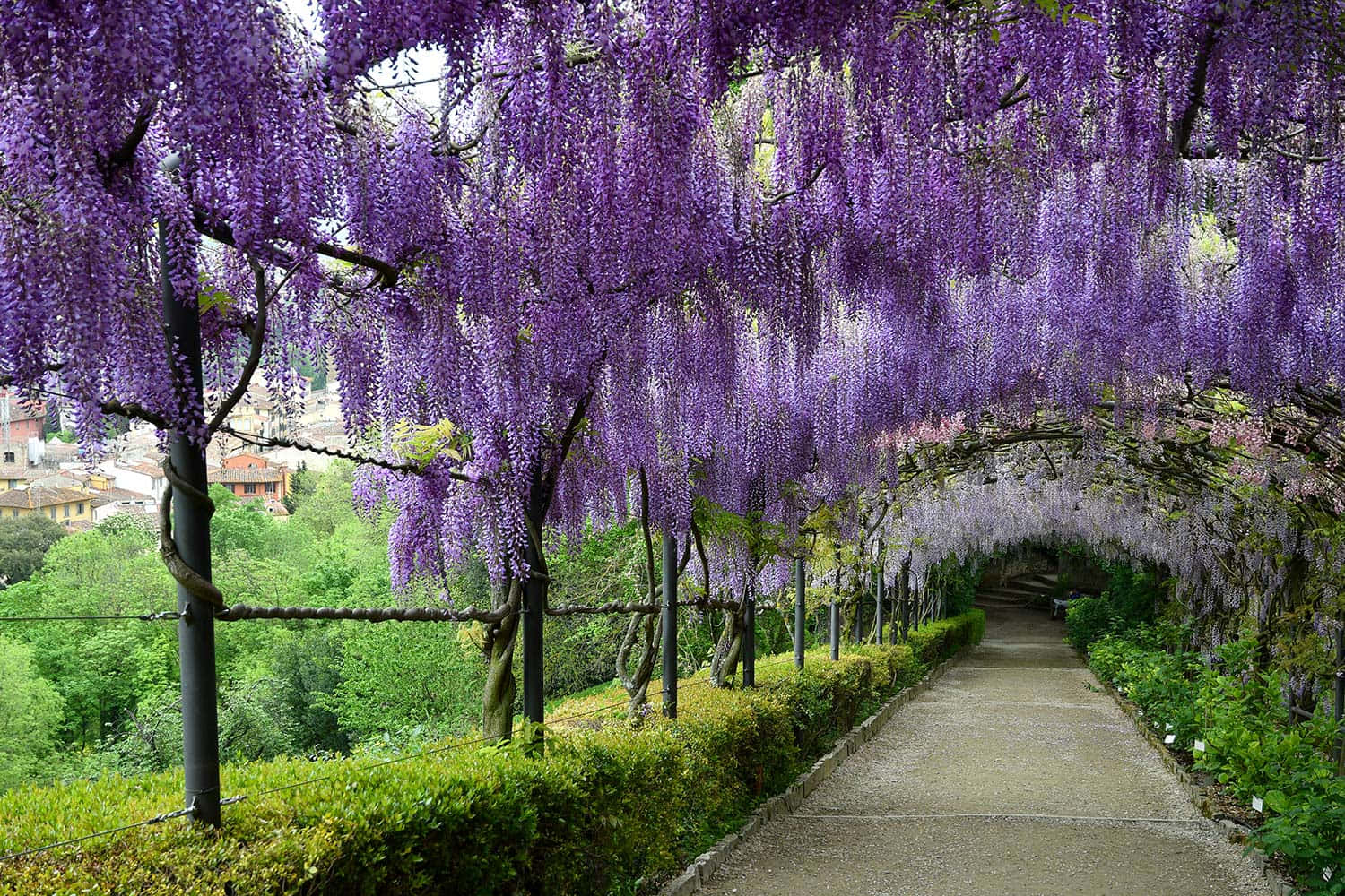 Wisteria Tunnel Blooming Path Wallpaper