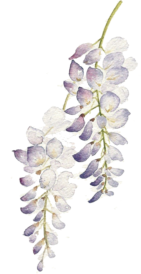 Wisteria Watercolor Floral Art PNG