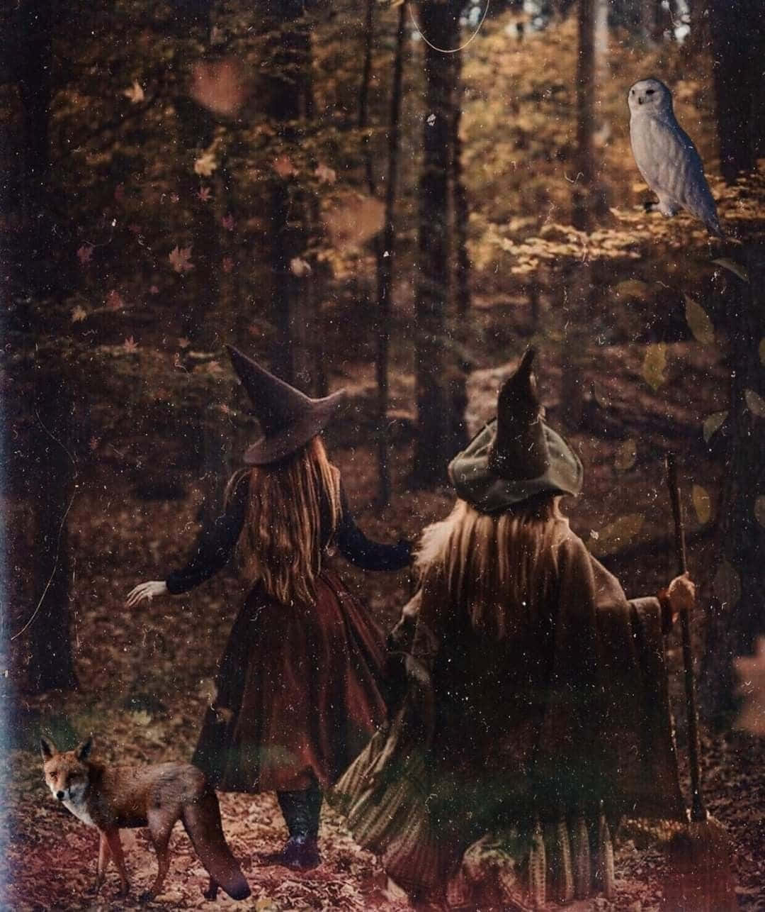 Beautiful Witch in a Mystical Forest Wallpaper