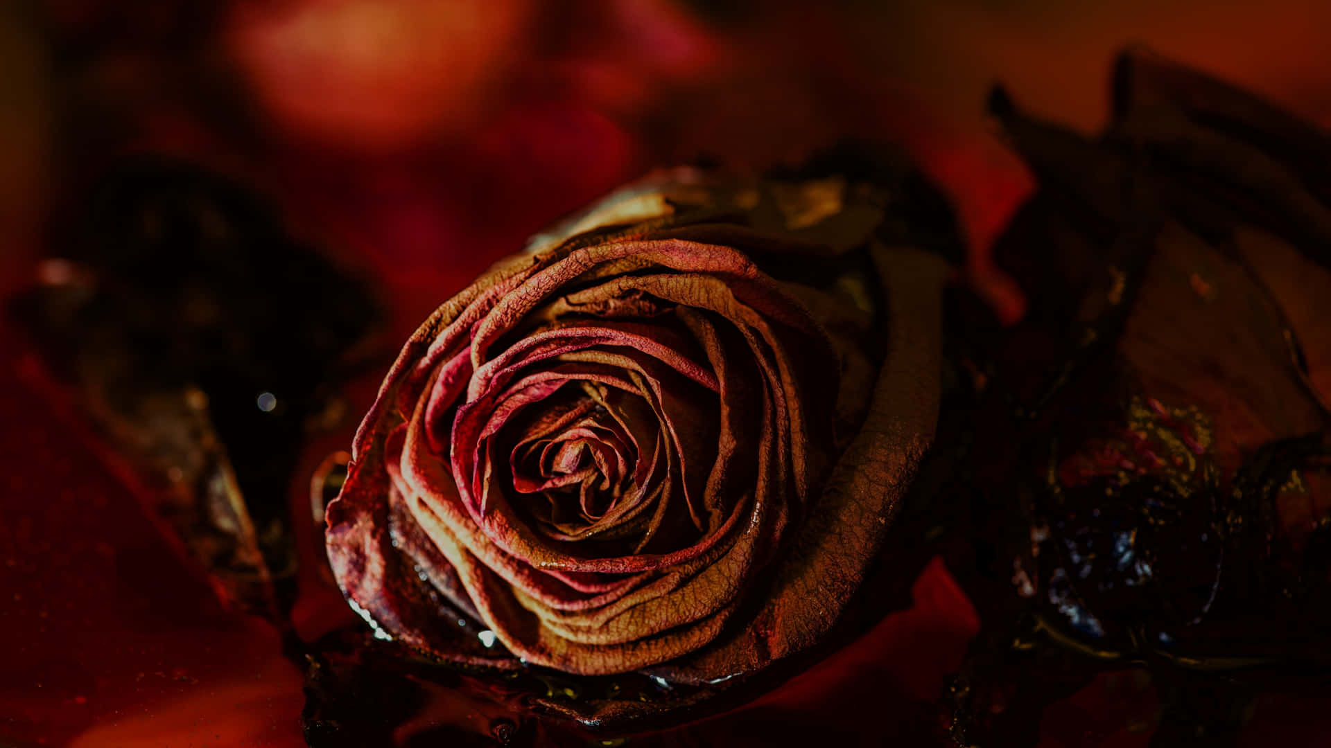 Withered_ Red_ Rose_ Closeup_4 K Wallpaper