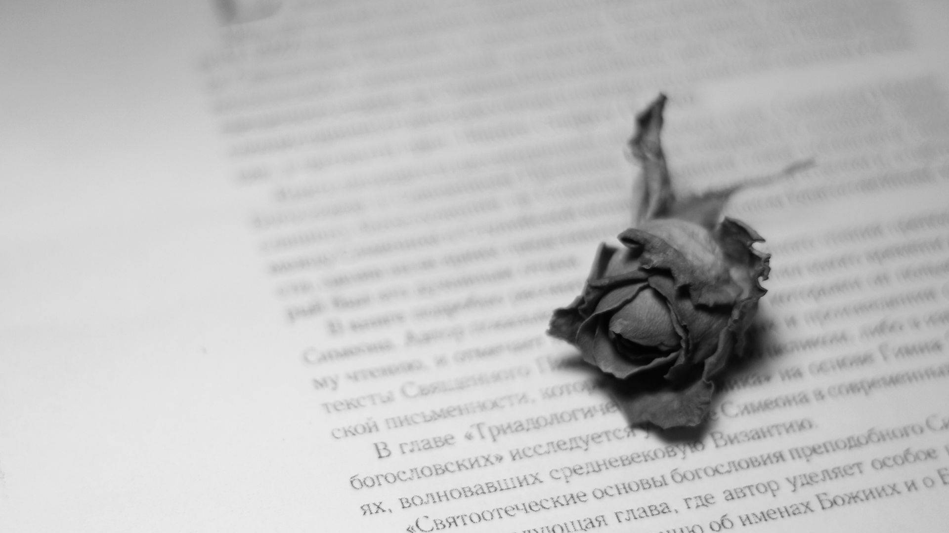 Withered Rose Above Word Wallpaper