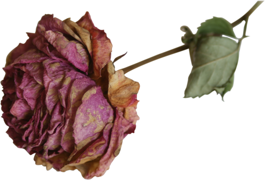 Withered Roseon Blue Background PNG