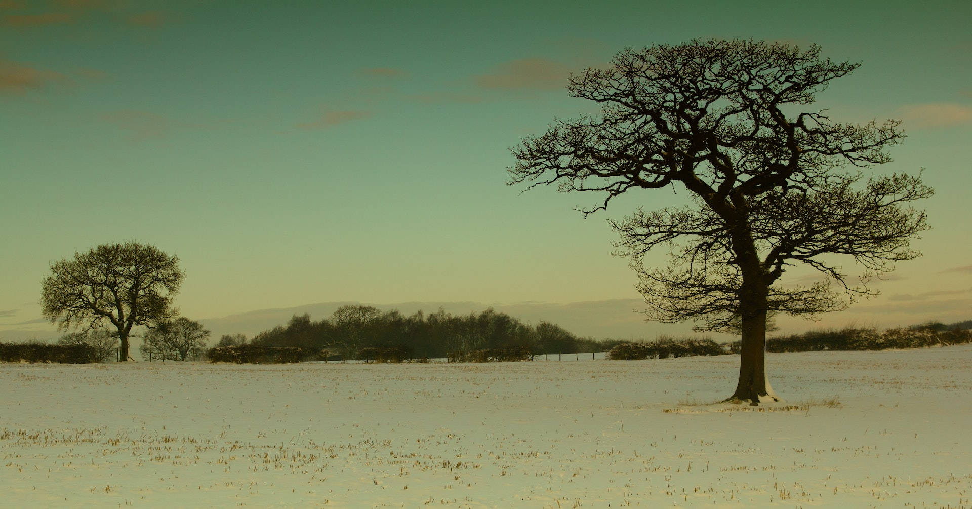 Withered Tree Facebook Cover Wallpaper