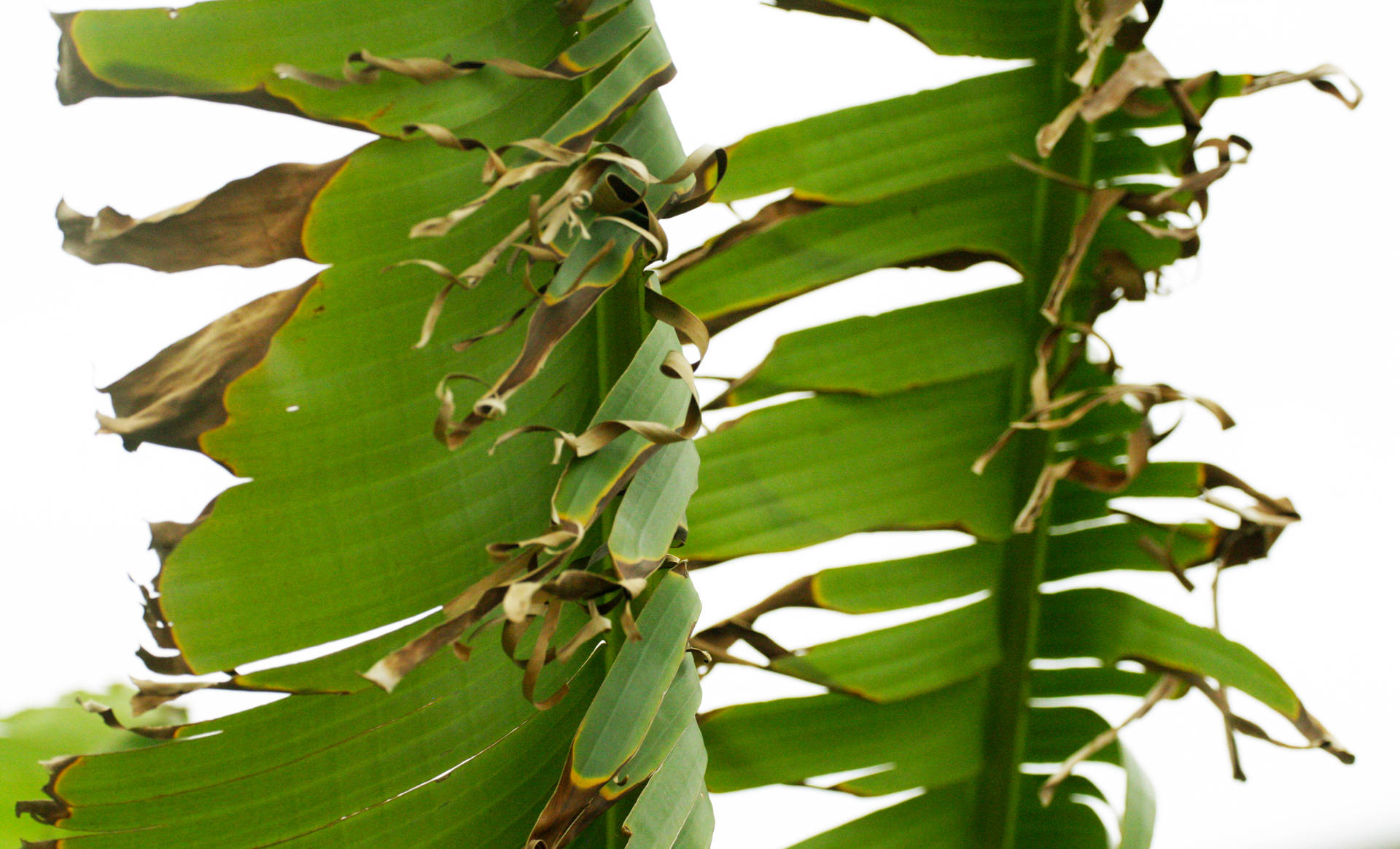 Withering Banana Leaves