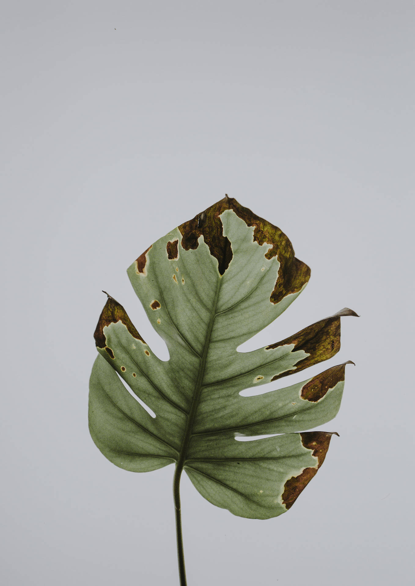 Withering Monstera Leaf For Plant 4k