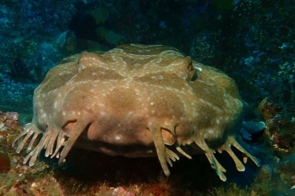 Download Wobbegong Shark Camouflage Wallpaper | Wallpapers.com