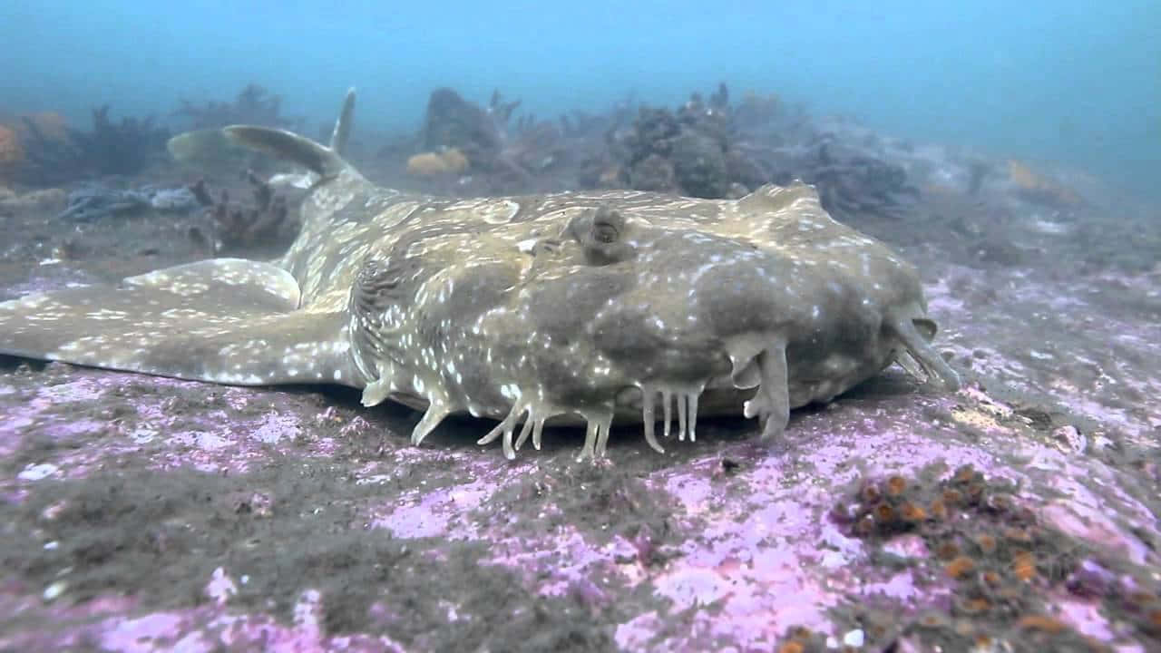 Wobbegong Shark Camouflage Wallpaper