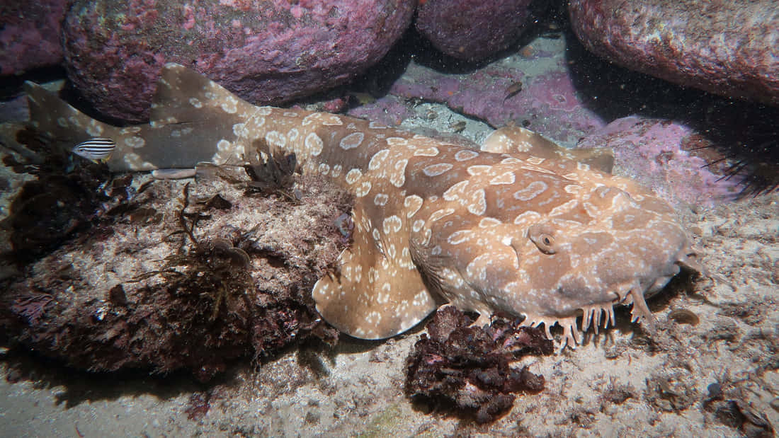 Wobbegong Shark Camouflage Wallpaper