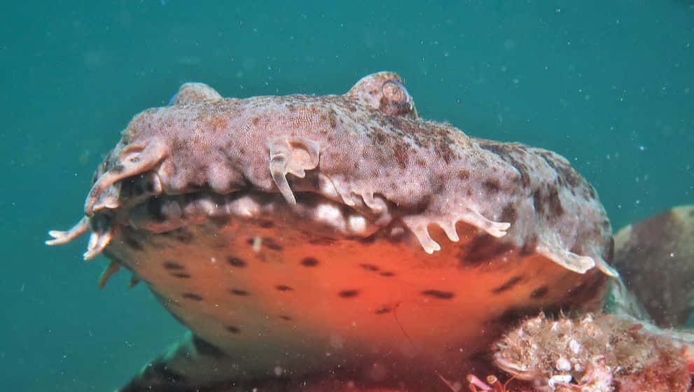 Wobbegong Shark Camouflage Wallpaper