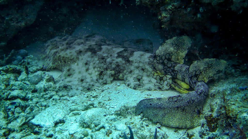 Wobbegong Shark Camouflage Wallpaper