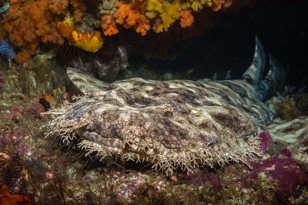 Wobbegong Shark Camouflage Wallpaper