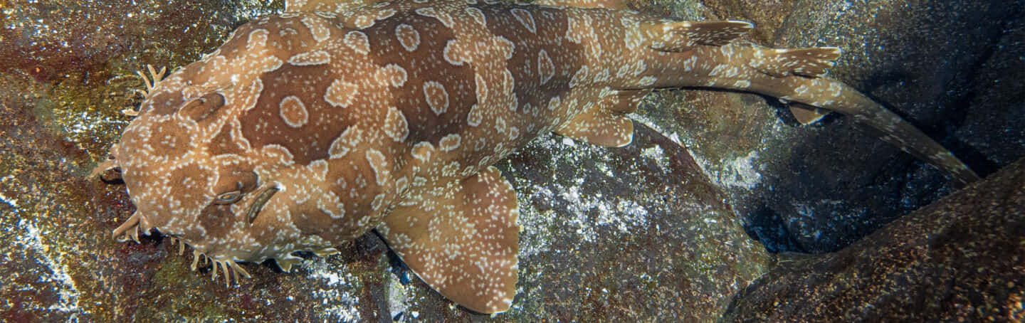 Wobbegong Shark Camouflage Wallpaper