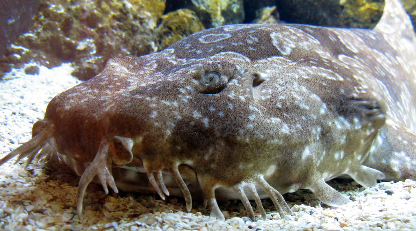 Wobbegong Shark Camouflage Wallpaper