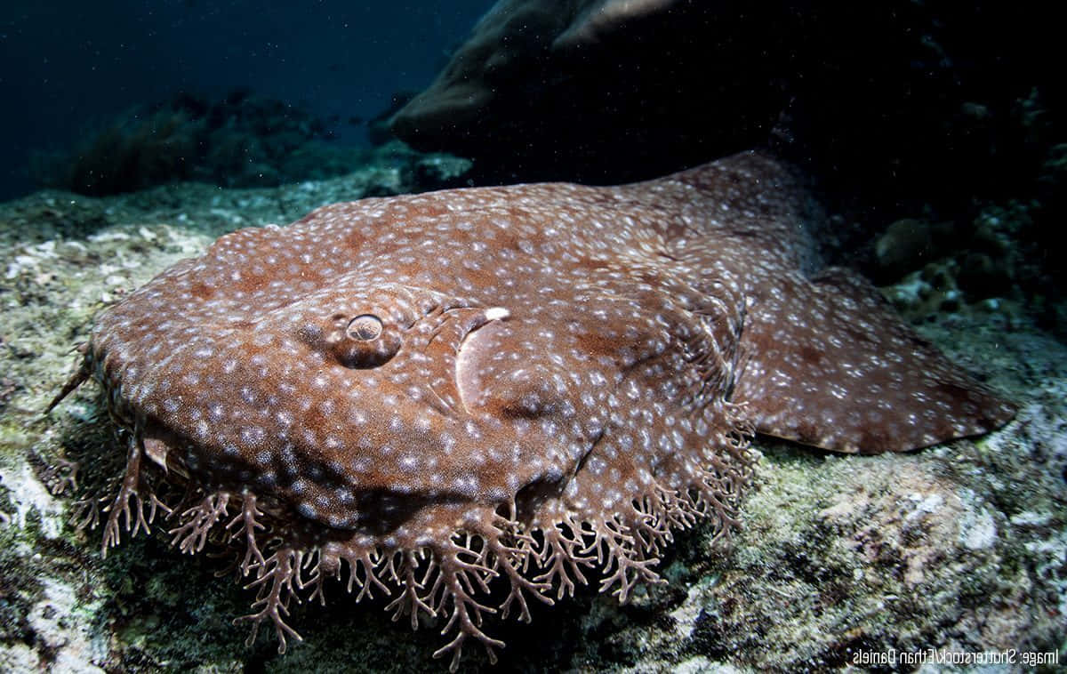 Download Wobbegong Shark Camouflagedon Ocean Floor Wallpaper ...