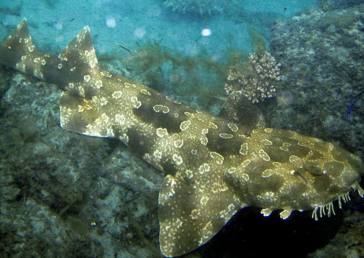 Wobbegong Shark Camouflagedon Ocean Floor.jpg Wallpaper