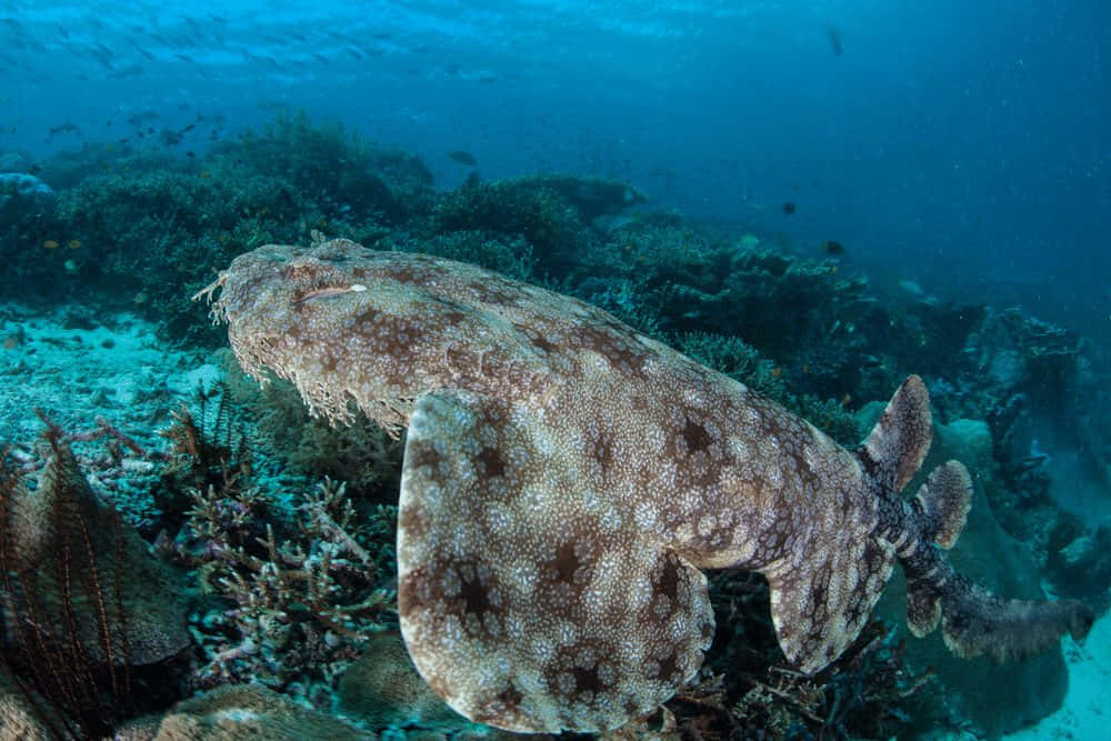 Wobbegong Shark Camouflagedon Ocean Floor Wallpaper