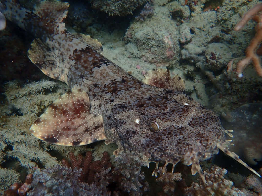 Wobbegong Shark Camouflagedon Reef Wallpaper