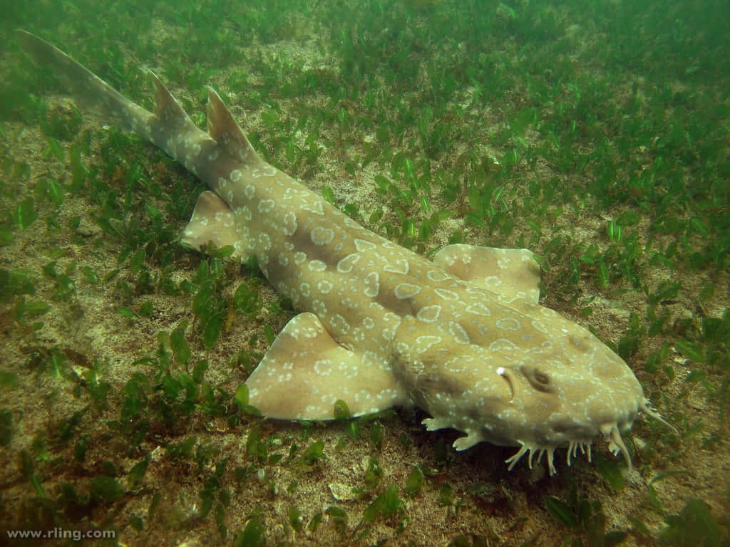 Wobbegong Shark Camouflagedon Seabed.jpg Wallpaper