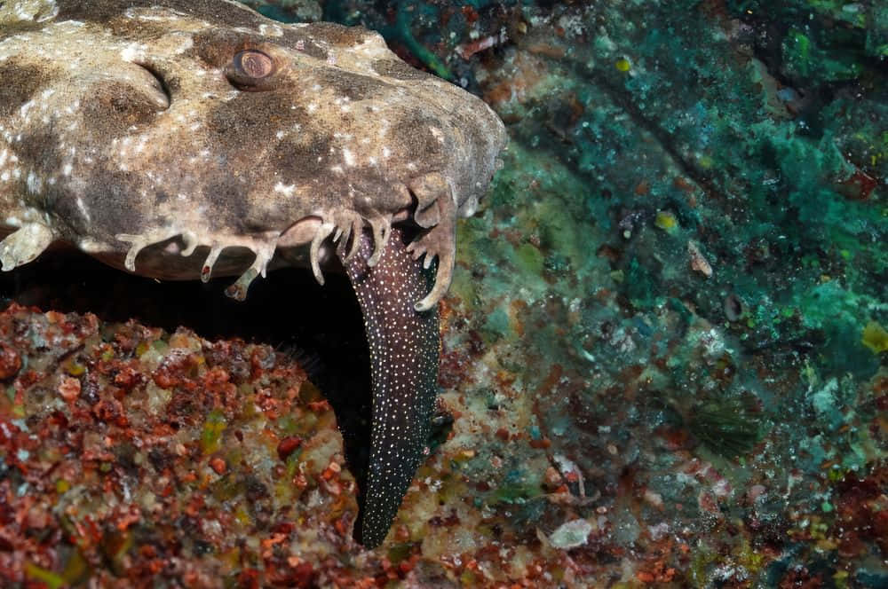 Download Wobbegong Shark In The Deep Blue Wallpaper | Wallpapers.com