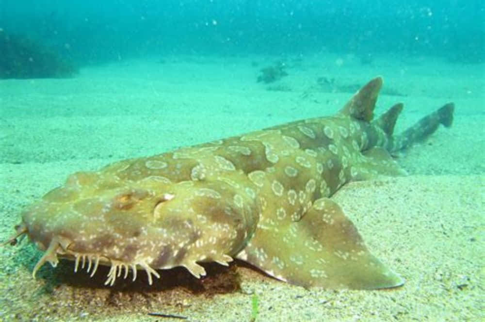 Wobbegong Shark Restingon Ocean Floor.jpg Wallpaper