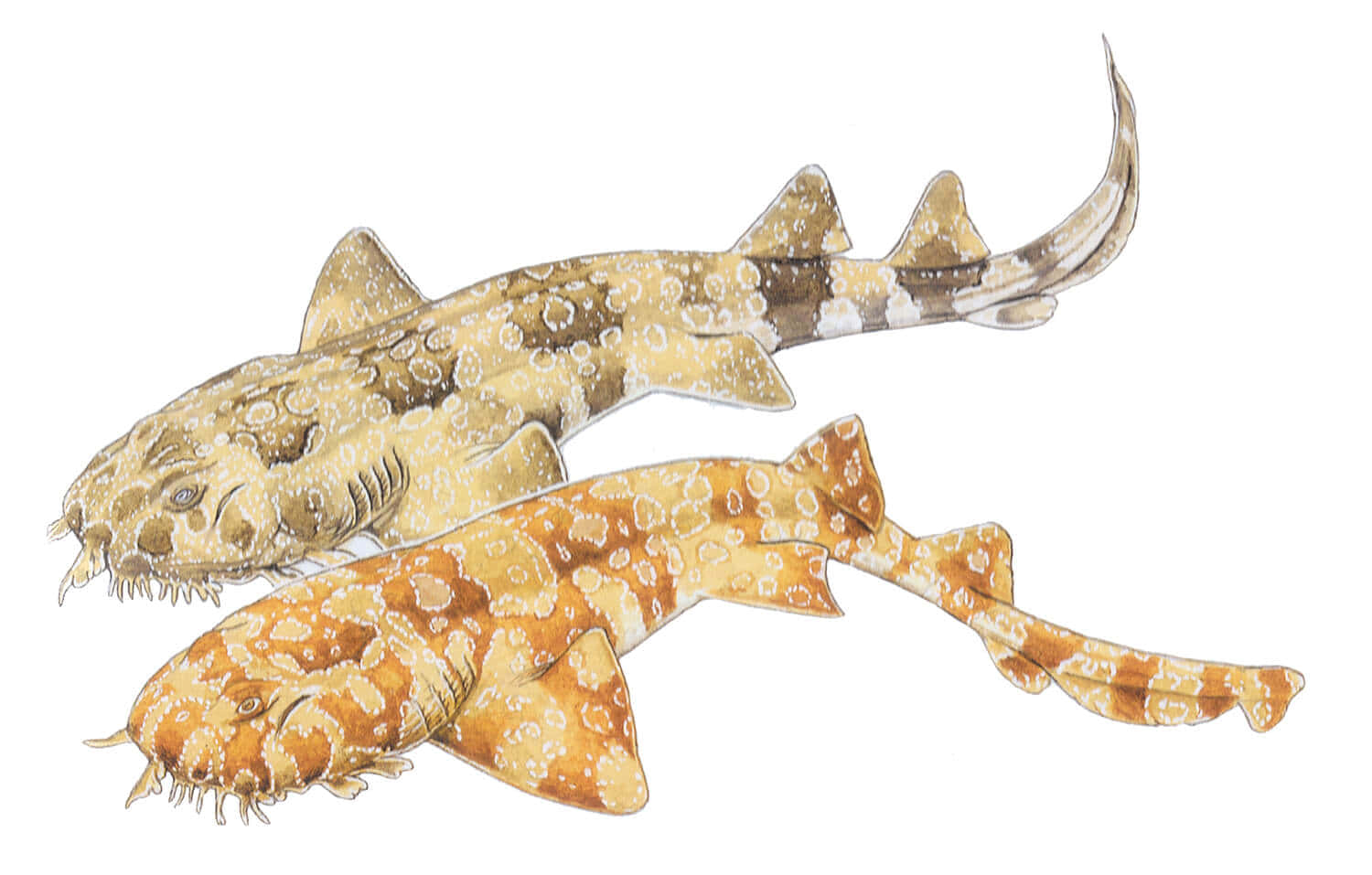 Wobbegong Sharks Illustration Wallpaper
