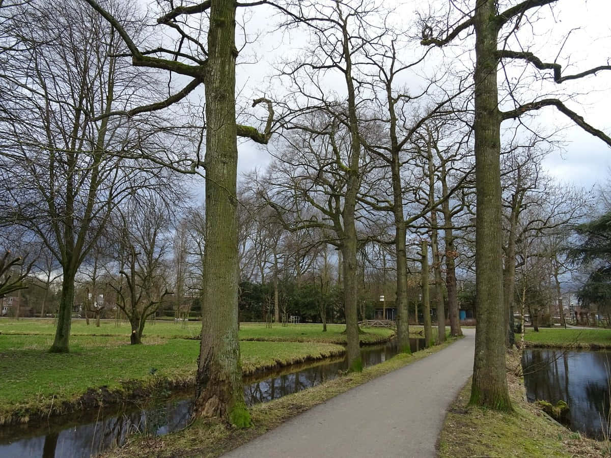 Woerden Park Pathway Winter Wallpaper