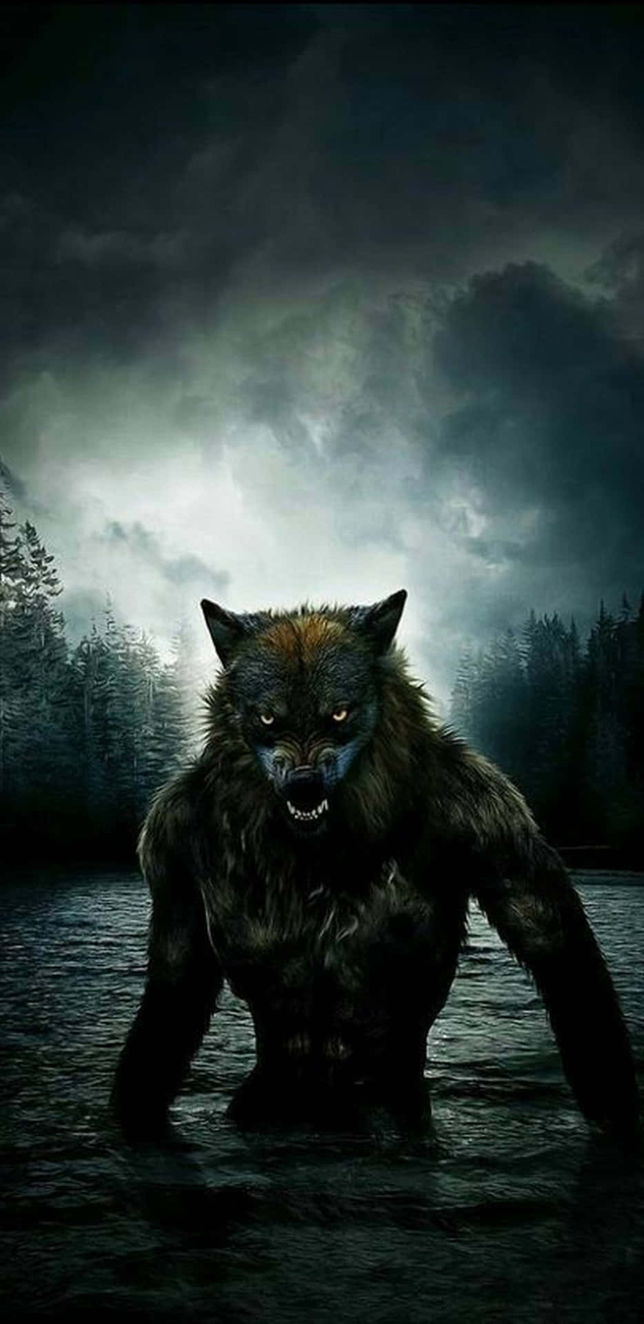 Derseelenvolle Heulton Eines Wolfs Hallt Durch Den Wald Wider. Wallpaper