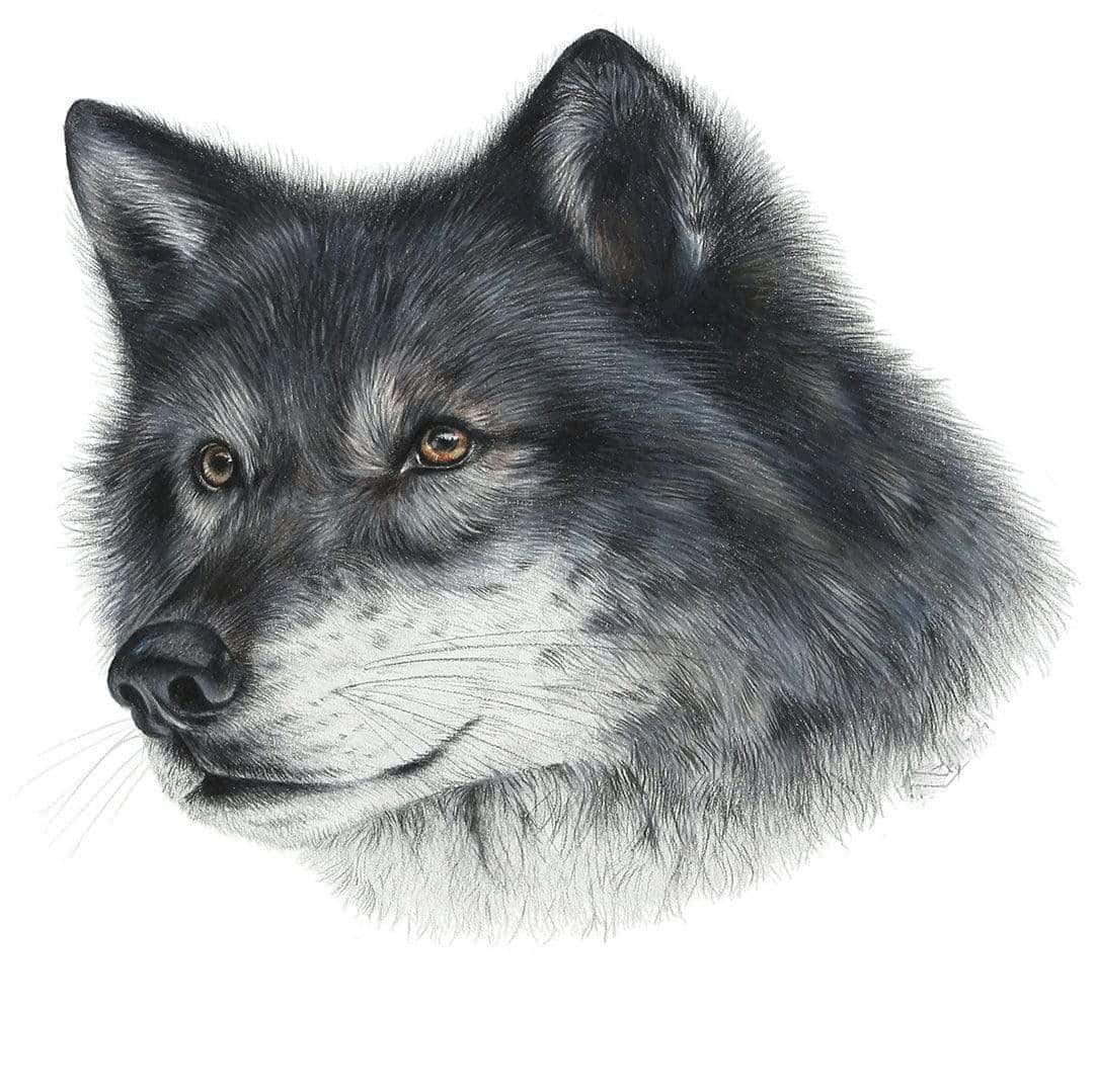 Caption: Majestic Wolf Art Wallpaper