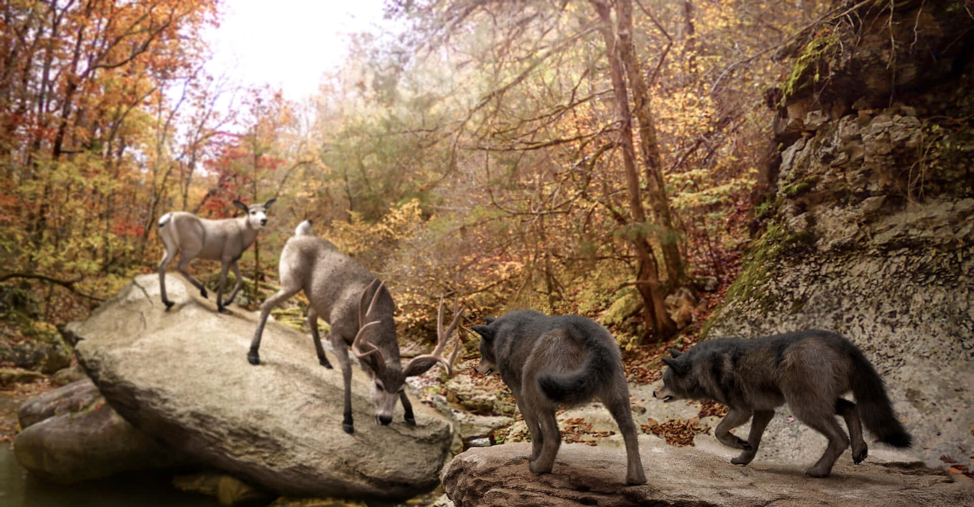 Ferocious Wolf Attack in the Wild Wallpaper