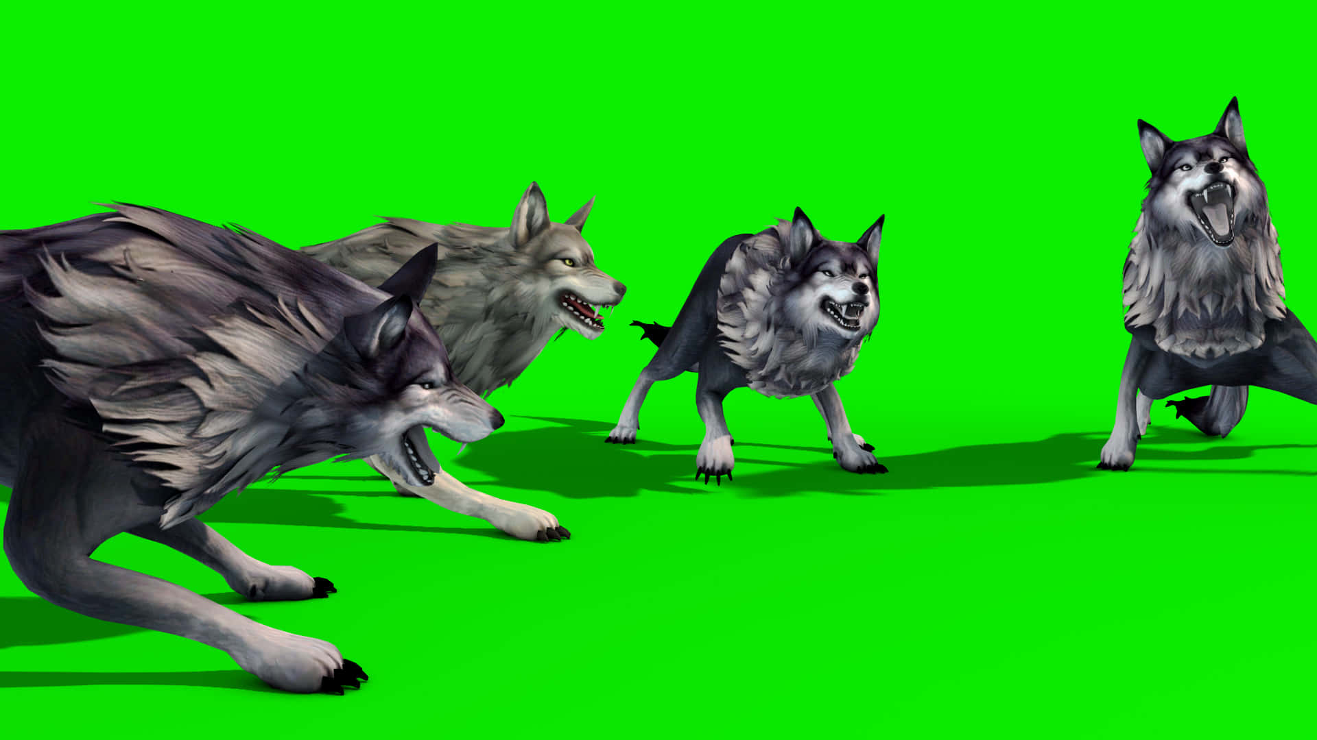 Ferocious Wolf Baring its Teeth in Attack Wallpaper